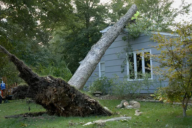 tree falling on home